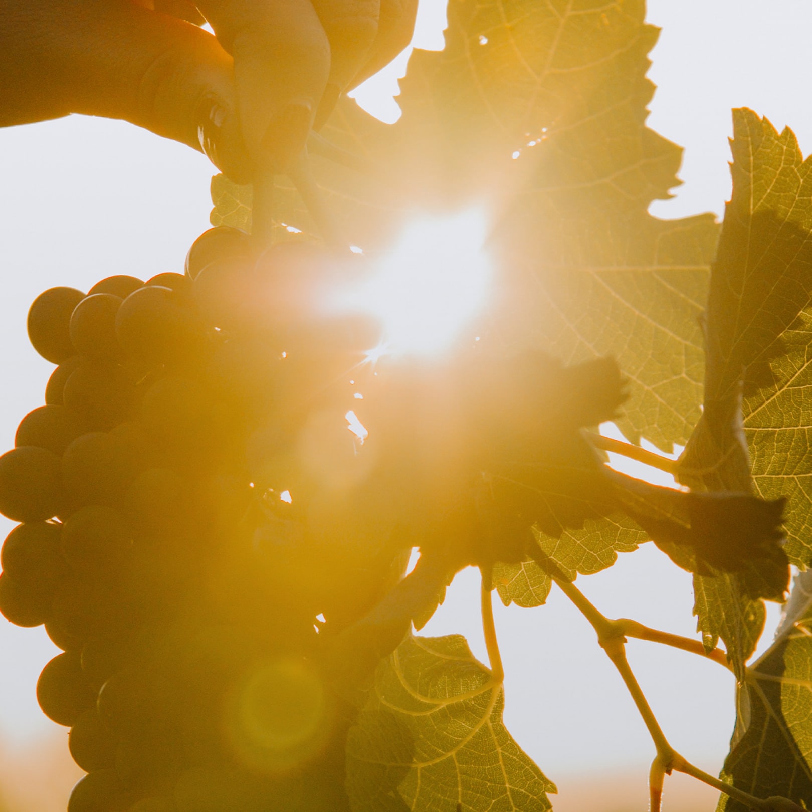 Raisins et feuille de vigne sous le soleil pour le client Pays d'Oc IGP de l'agence de communication Les Dissidents