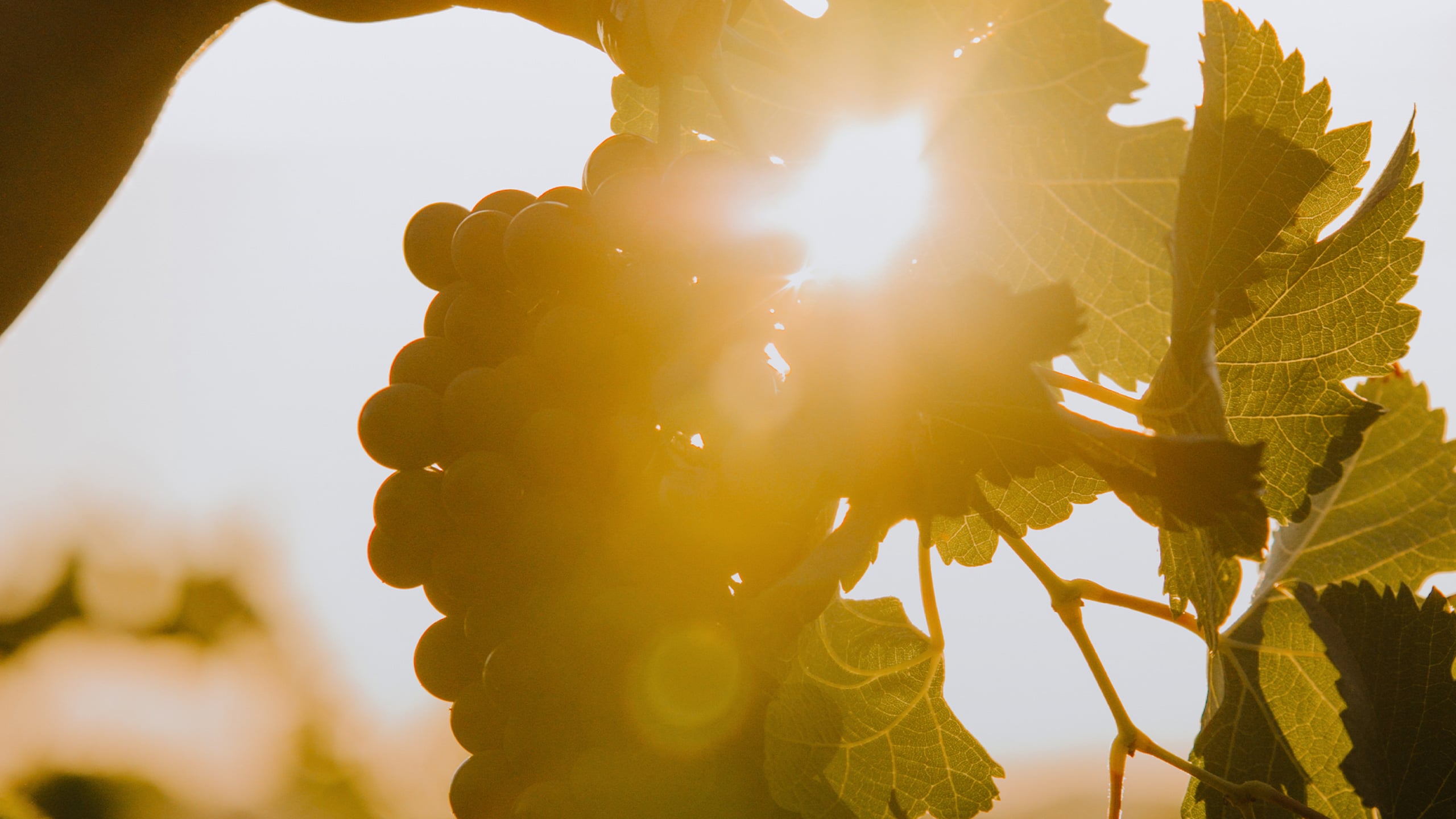 Feuille de vigne et grappe de raisins pour le client Pays d'Oc IGP, par l'agence conseil en communication Les Dissidents