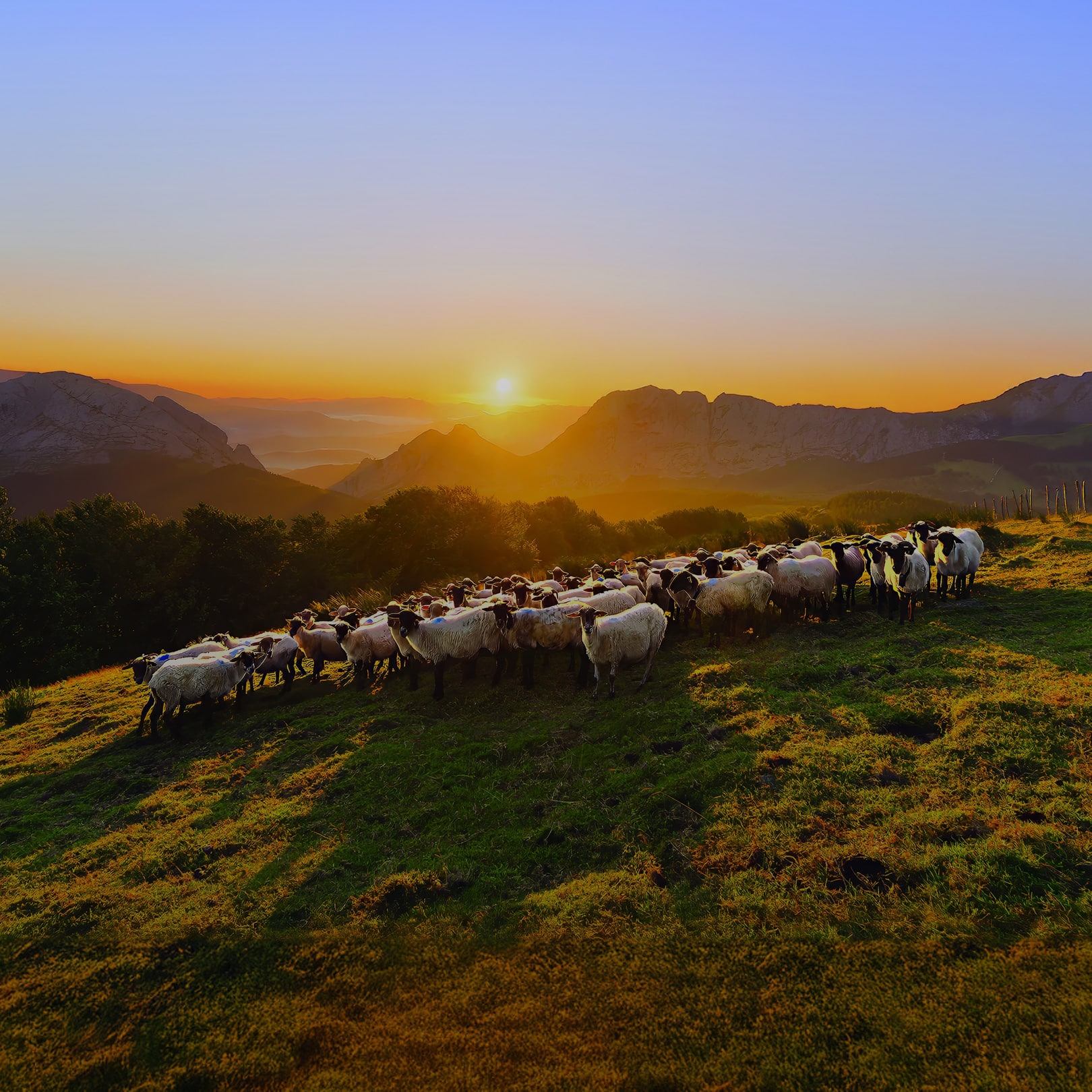 Coucher de soleil sur un champ et des brebis pour Emilien Fromages, Lactalis est un client du pôle MIND by Les Dissidents