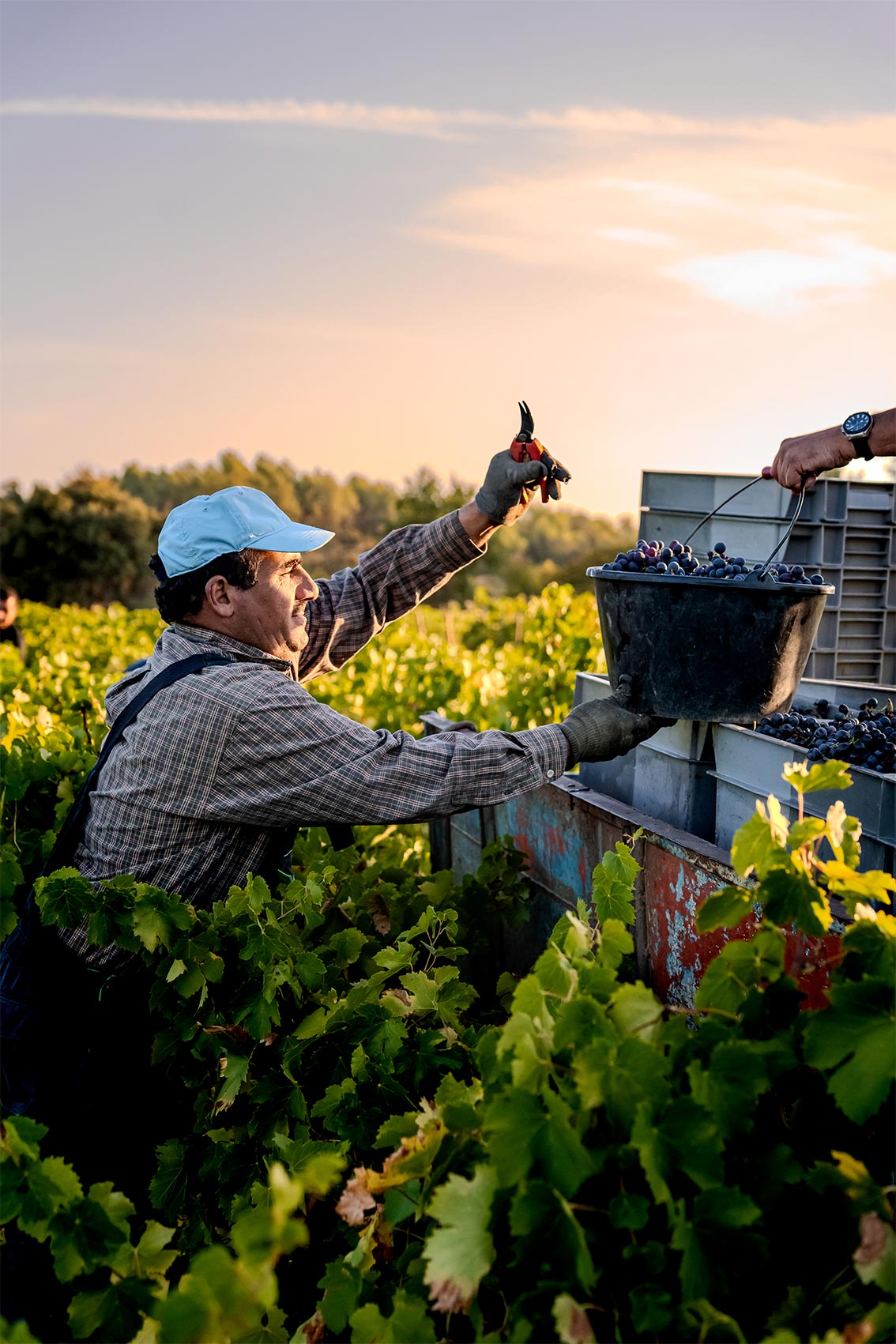 Photo réalisée par le photographe professionnel Les insensés représentant un vigneron Pays d'Oc IGP réalisant une vendange dans une vigne